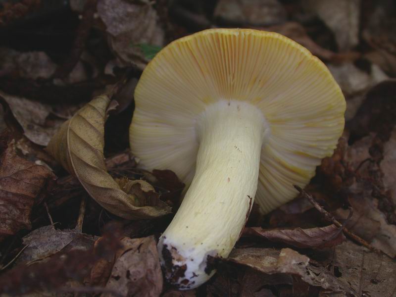 Una Russula...